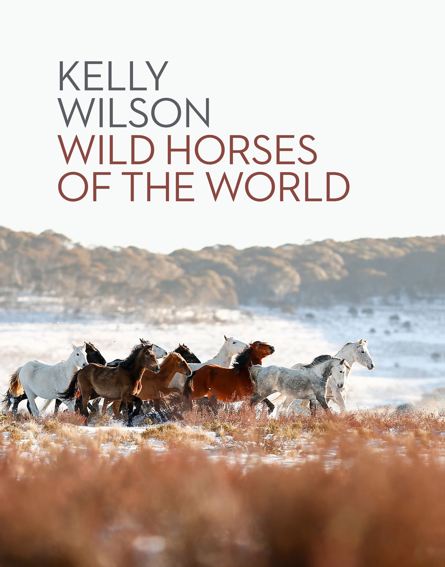 Wild Horses of the World by Kelly Wilson - City Books & Lotto