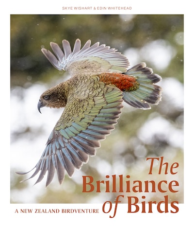 The Brilliance of Birds A New Zealand Birdventure
