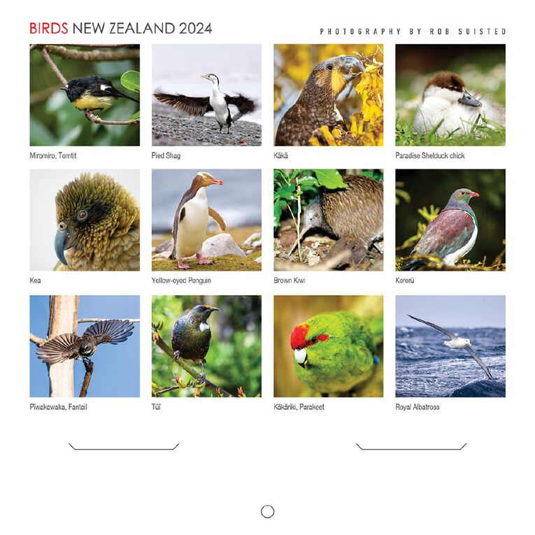 2024 Calendar New Zealand Birds