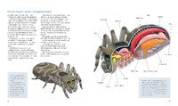 Inside New Zealand Wildlife Dave Gunson